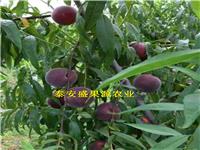 蟠桃桃树种苗品种正宗