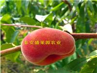 沂蒙霜红桃树苗品种齐全