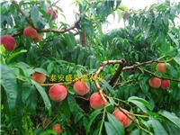 油桃桃树种苗怎么卖