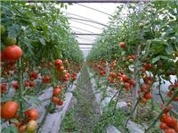 邓州市番茄专业种植