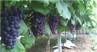 邓州市葡萄树专业种植