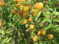 邓州市杏树专业种植