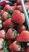 淮南市草莓种植