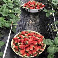 红颜草莓苗、红颜草莓苗批发价格