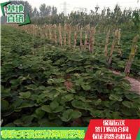 惠州市草莓苗牛奶草莓苗批发价格