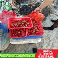普洱市草莓苗菠萝草莓苗批发价格