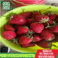 迪庆草莓苗甜查理草莓苗批发价格