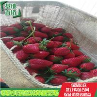 西双版纳草莓苗京桃香草莓苗批发价格