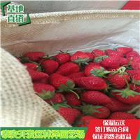 保山市草莓苗牛奶草莓苗批发价格