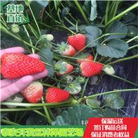 草莓苗甜宝草莓苗-林泽园艺场