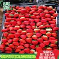 六盘水市草莓苗甜查理草莓苗批发价格