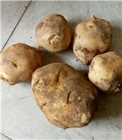 土豆批发神池紫花白晋薯 土豆4两起步个大皮薄芽眼浅营养丰富