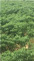 蚌埠市果树种植合作社电话