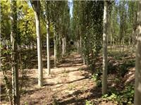 新疆杨树种植方法