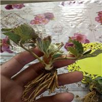 泸州市草莓苗京藏香草莓苗批发价格