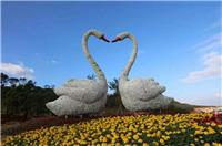 白天鹅绿雕婚纱主题公园景区心型白天鹅植物雕塑