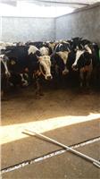 涡阳县奶牛养殖-涡阳县华伟种植专业合作社-奶牛