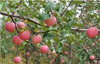 方城县苹果树专业种植