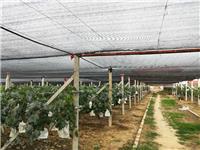 方程葡萄专业种植基地