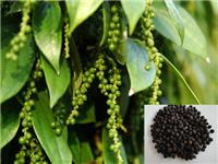 黑胡椒的功效和作用 黑胡椒提取的有效成分 胡椒碱是什么 胡椒提取物厂家供应