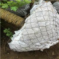 网篮包树根网，土球包装网规格，土球包装网河北供应商