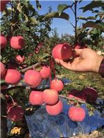邯郸丹霞苹果苗品种特性