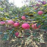 夏绿苹果苗产量 夏绿苹果苗种植