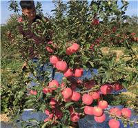 晋城伏翠苹果苗产量