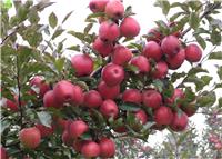 白水苹果苹果苗供应 白水苹果苹果苗采摘园