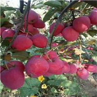 红玉苹果苗亩产 红玉苹果苗产量