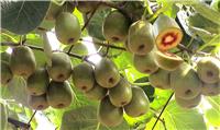 西安猕猴桃什么时候吃-三清生态农业-西安周至猕猴桃口感