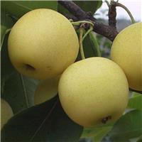 苹果梨梨树苗产量、苹果梨梨树苗价格低