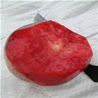 长治波卡特杏树苗品种特性