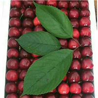 红灯笼樱桃苗品种多货源好、红灯笼樱桃苗包运输