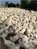 寿县粮食种植合作社鸭子养殖