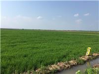 望江县水稻种植哪家强