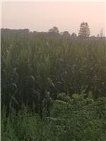 谯城区玉米种植-亳州市谯城区芪中种植专业合作社
