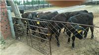 托克托县养牛机构