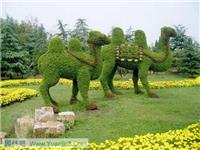 新园五色草立体造型-骆驼0011