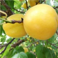 杏树苗 杏树新品种 香蜜杏树苗批发
