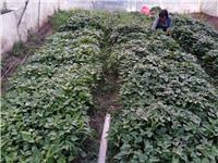 临泉县红薯种植销售-临泉县禾中园蔬菜种植专业合作社