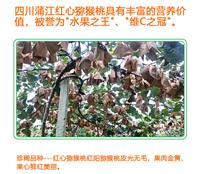 龙奇奇果园-蒲江红心猕猴桃当季时令新鲜水果开卖了