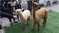 萌宠出租观赏动物展示租赁神兽羊驼出租动物表演出租