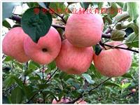 四川红富士苹果苗基地 高产优质苹果苗