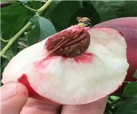 桃熏草莓苗管理与技术