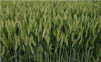 唐河县小麦专业种植