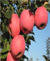 新品种苹果树苗 新品种红富士苹果树苗 新品种苹果树树苗价格多少