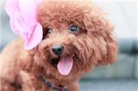 蓬莱宠物美容学校——山东受欢迎的宠物美容公司推荐