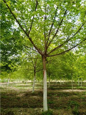 咸阳园林绿化公司绿化养护改造苗木供应