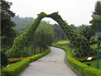 想买优惠的菊花造型，就到创叶园立体花坛 北京五色草造型